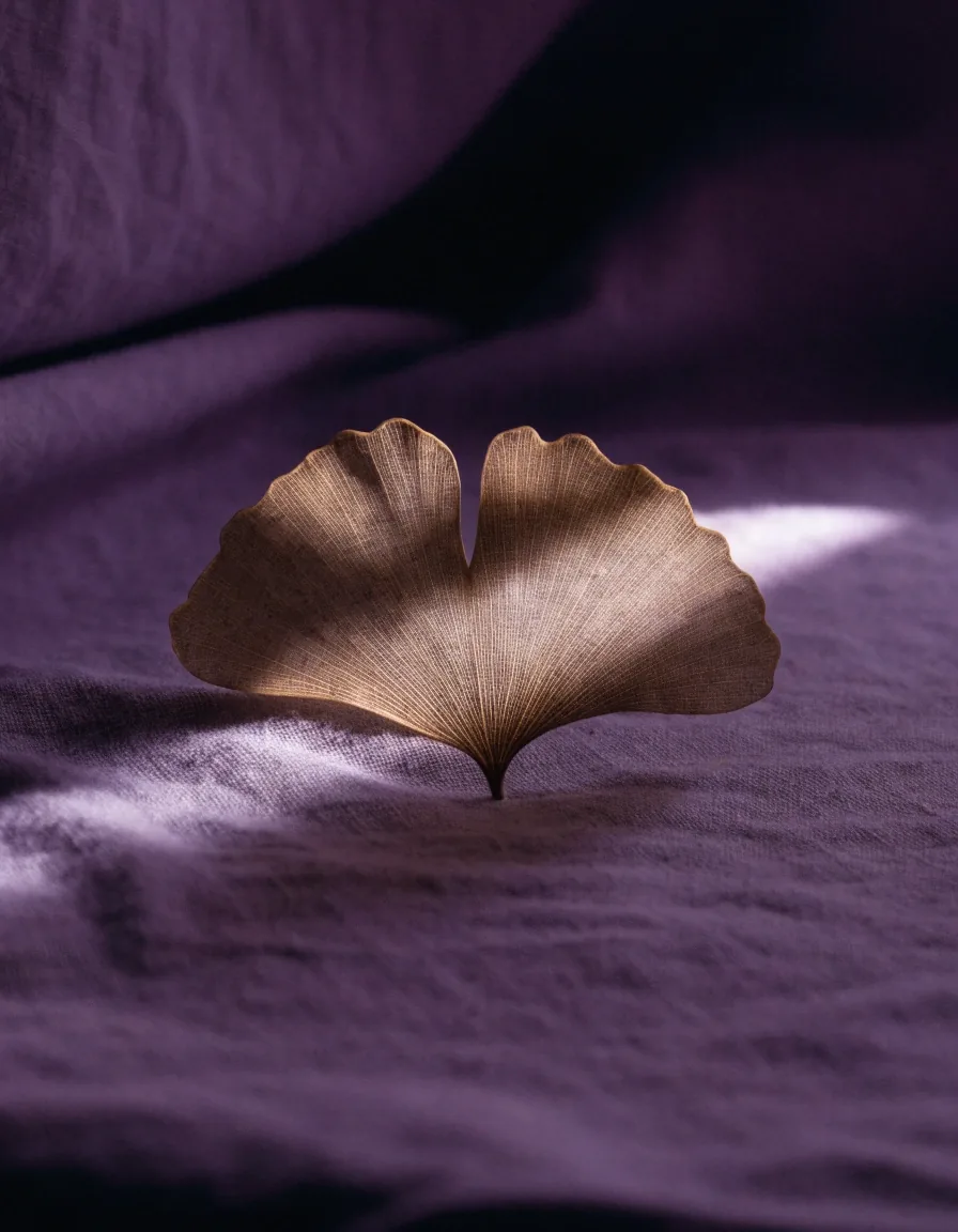 Getrocknetes Ginkgoblatt als Nahaufnahme auf violetter Stoffunterlage